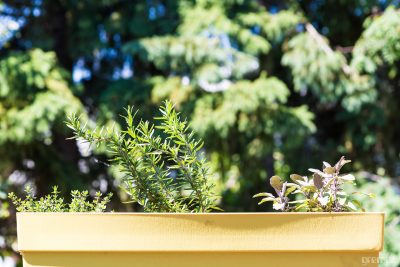 Herb garden on the windowsill